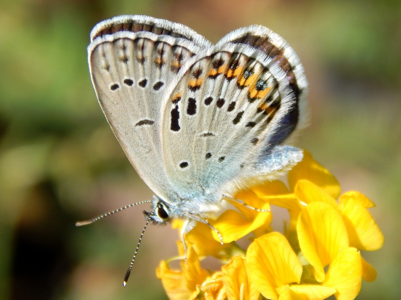 5 Plebejus da ID con le macchie nere modificate